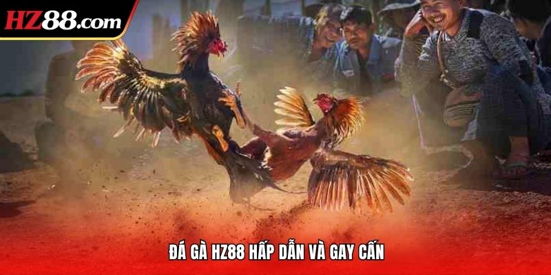 Đá gà HZ88 hấp dẫn và gay cấn
