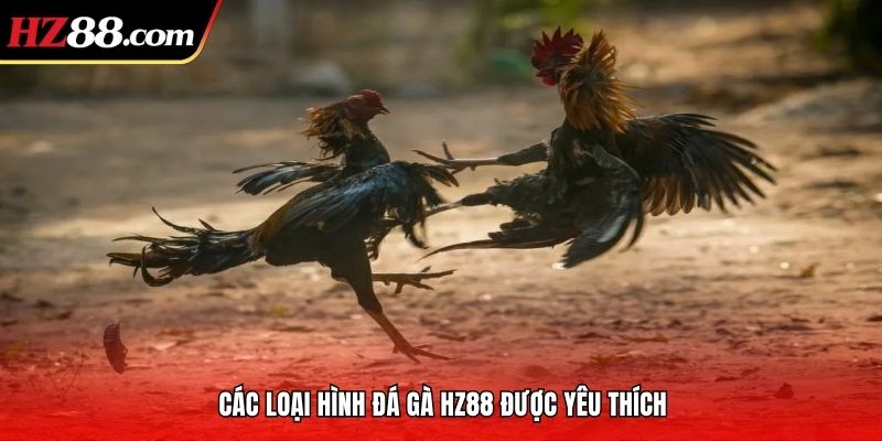 Các loại hình đá gà HZ88 được yêu thích