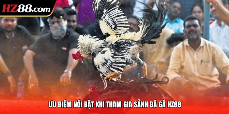 Ưu điểm nổi bật khi tham gia sảnh đá gà HZ88