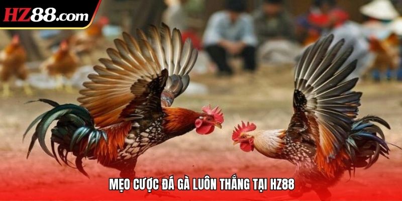 Mẹo cược đá gà luôn thắng tại HZ88