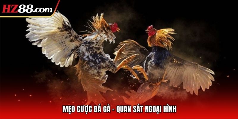 Mẹo cược đá gà - Quan sát ngoại hình