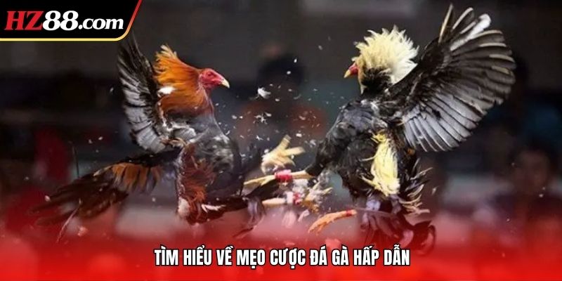 Tìm hiểu về mẹo cược đá gà hấp dẫn
