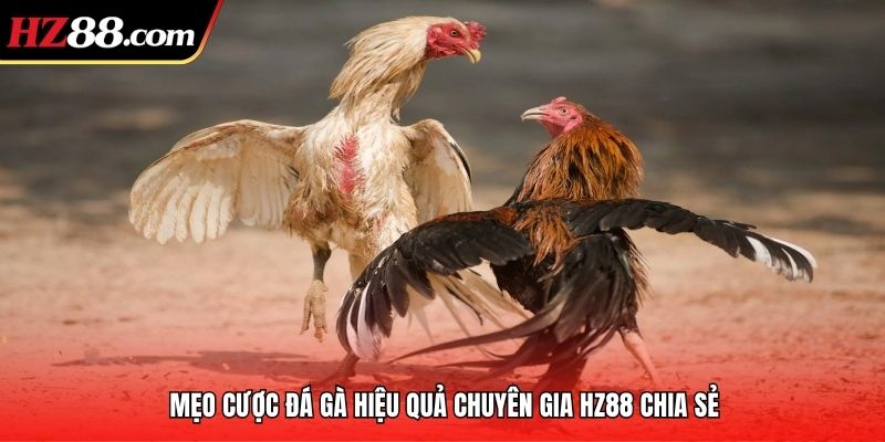 mẹo cược đá gà